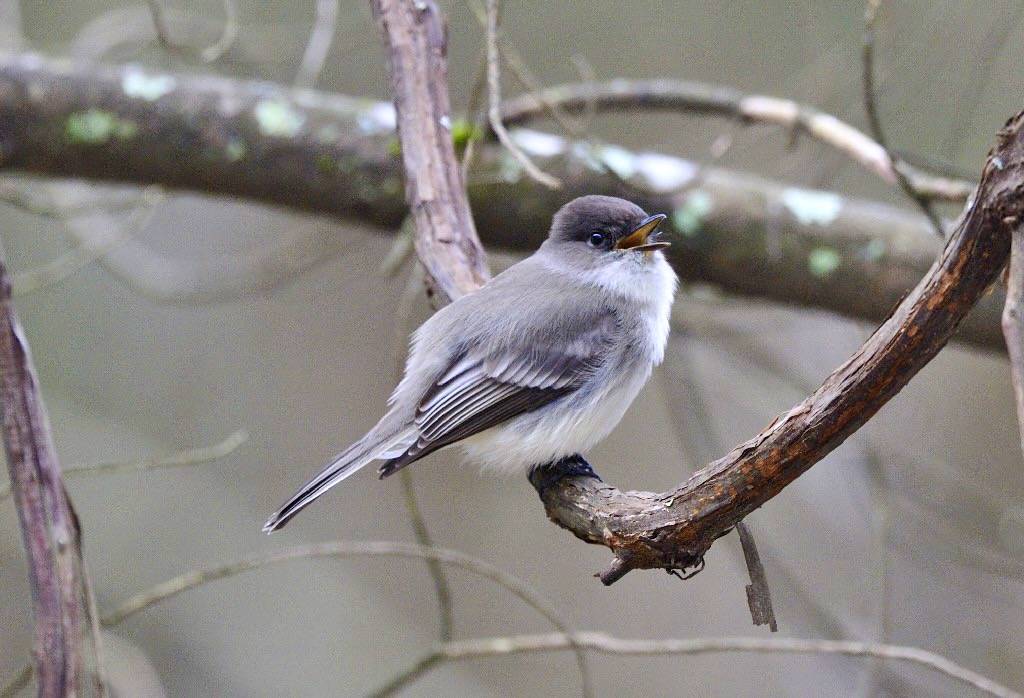 Eastern Phoebe by U. S. Fish and Wildlife Service - Northeast Region is marked with CC PDM 1.0.
